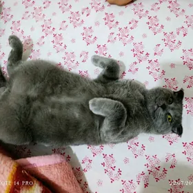 Британский вислоухи