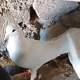 kepderi