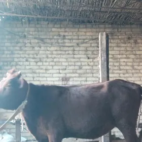 бурлат