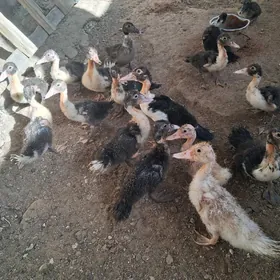 induka ördek