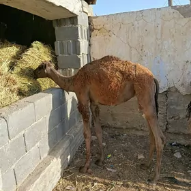 2 sany torum