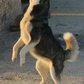 haski