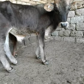 OKÜZ ŞWES