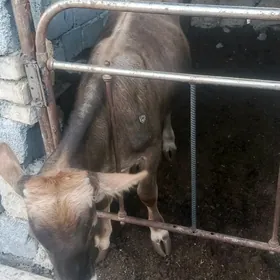 Öküzçe