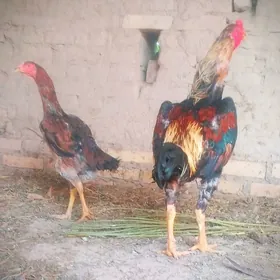 horaz