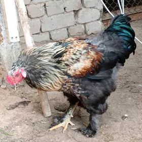 brama horoz