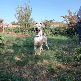 Алабай