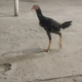 жуже