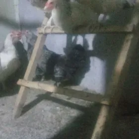 geçen yylky tovuklar
