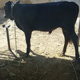 Oküz