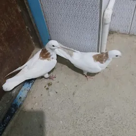 kepderi