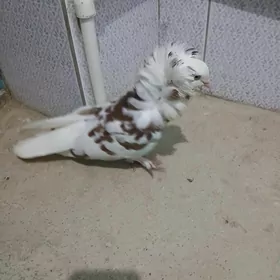 kepderi