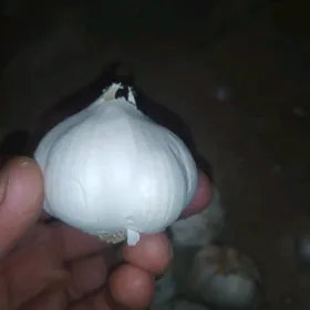SARYMSAK