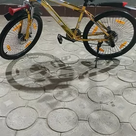 SPORTIWNY TIGIR