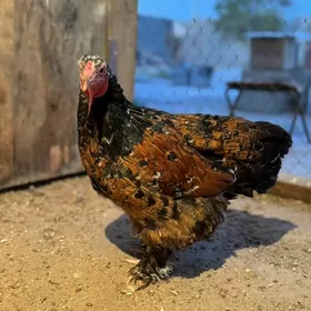 brama