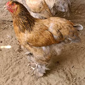 Brama towuk