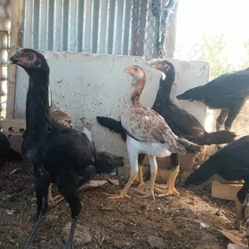 SATLYK TAŞKENT