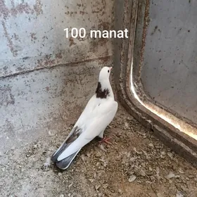 Kepderi
