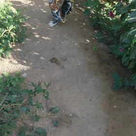 horaz