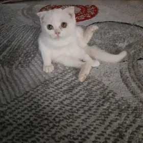 pisikler