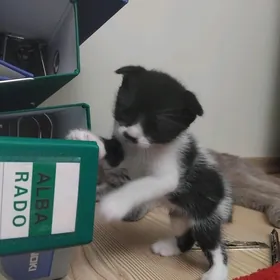 Шотландский котёнок