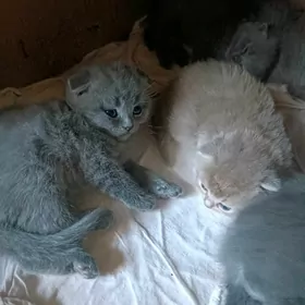 шотландские котята