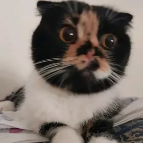 шотландская кошка