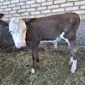 krasnyy stipnoy saglyk