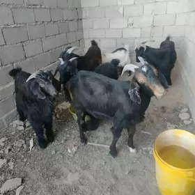 geçi çewiş