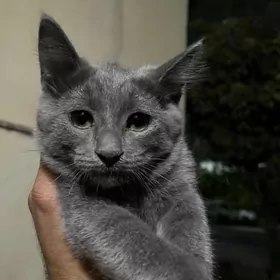 Котята Отдам Даром