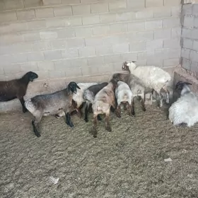 goýun, işşek bakylan tejen ş