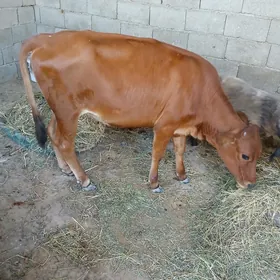 Göle