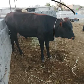 Öküz