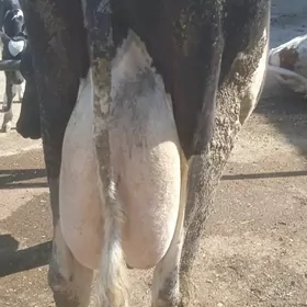 galyşteýin teze dogan