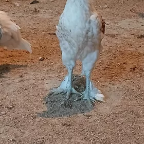 jüýje