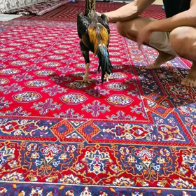 horaz