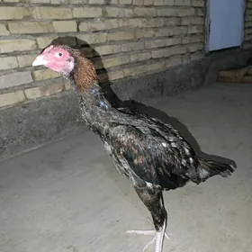 Yaş juyje