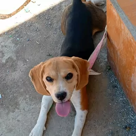 Англиский бигл