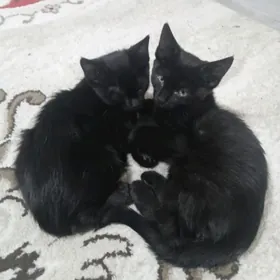 отдам котят