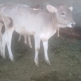 göle