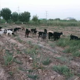 geçi