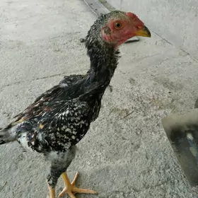 baysow juje