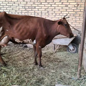 suytli sygyr