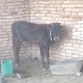 öküz