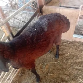 Tokly gissar