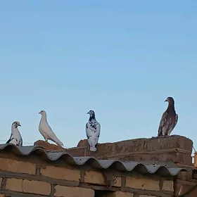 kepderi
