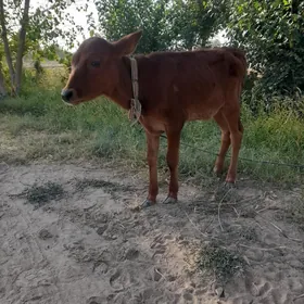 hojek