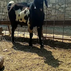 päkistan teke