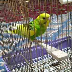 guş  птицы птица guş