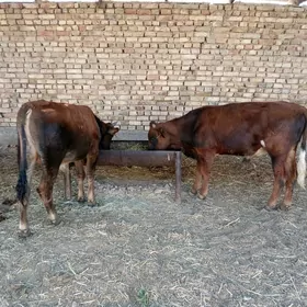 ŞWES ÖKÜZLER